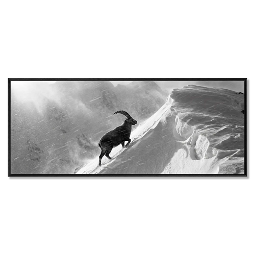Ibex Through the Alpine Storm, large alpine wall art XXL, ibex climbing through wind and snow in a dramatic mountain landscape.