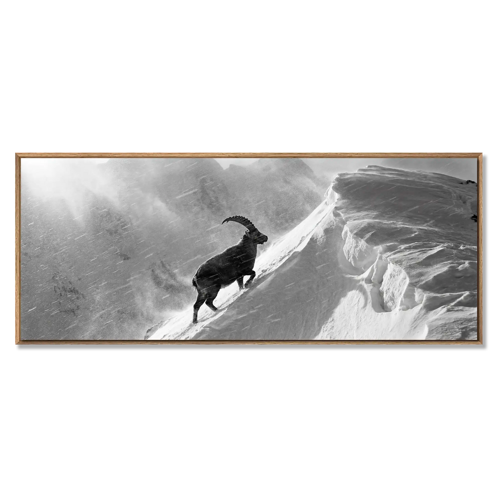 Steinbock im Alpensturm