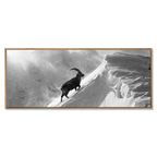 Steinbock im Alpensturm