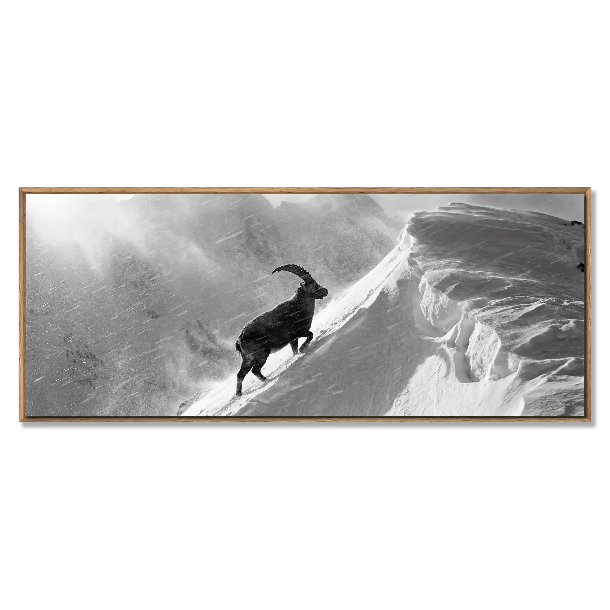 Ibex Through the Alpine Storm