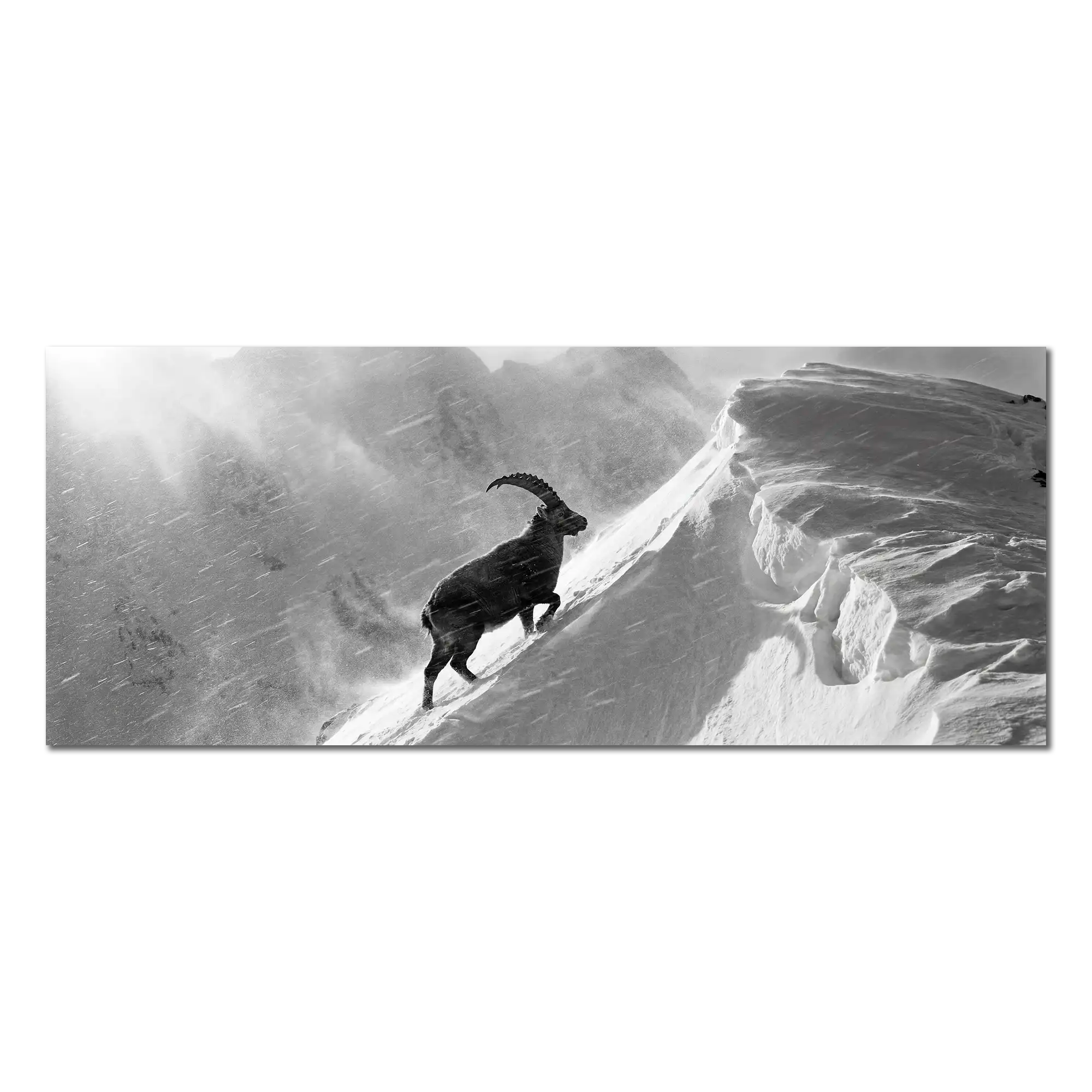 Ibex Through the Alpine Storm