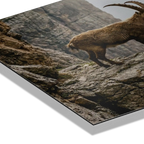 Steinbock am Rande der Schlucht
