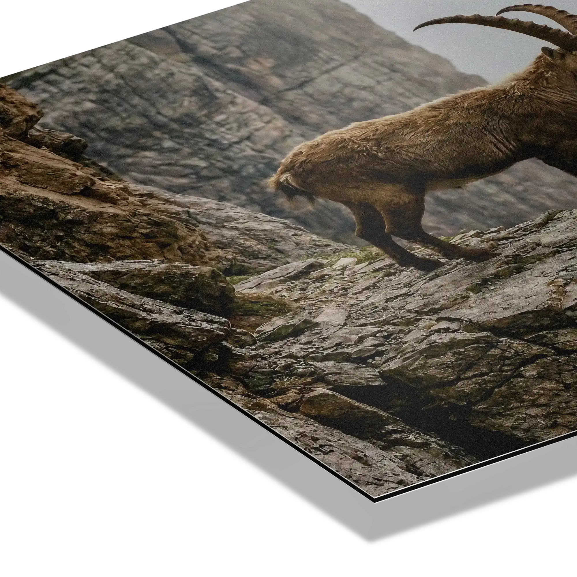 Steinbock am Rande der Schlucht