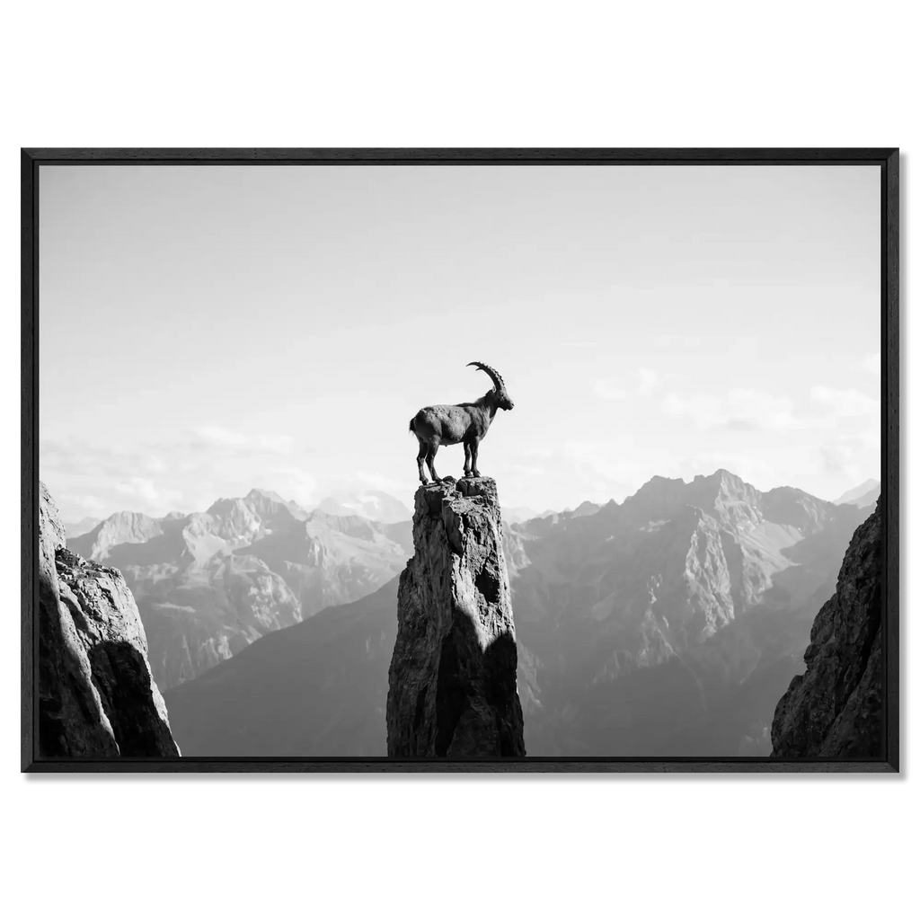 Steinbock am Rande der Stille