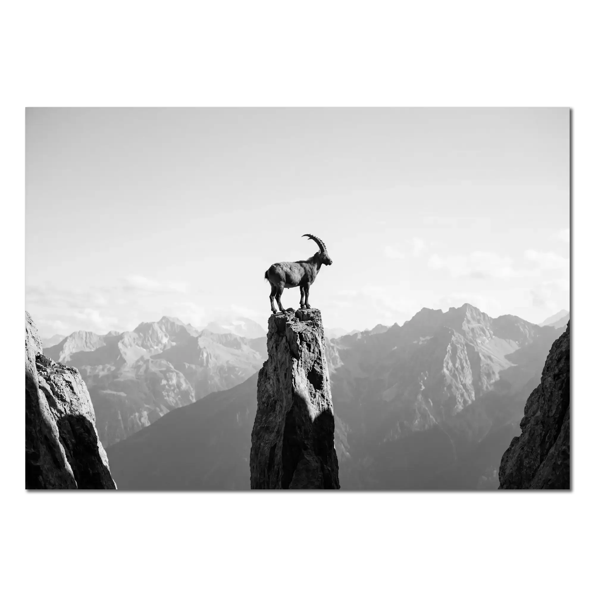Ibex on the Edge of Silence
