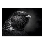 Geheimnis eines Vogels – Wandbild aus Alu-Dibond