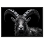 Fierté d'un bouquetin des Alpes - Tableaux Alu-Dibond