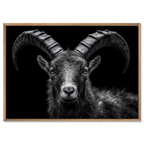 Fierté d'un bouquetin des Alpes - Tableaux Alu-Dibond