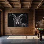 Pride of an alpine ibex