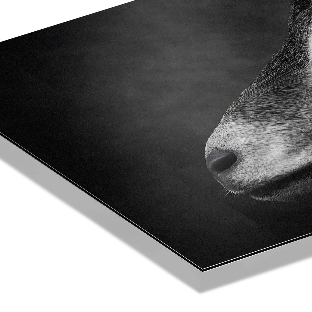 Profil d'une chèvre - Tableau mural en Alu-Dibond