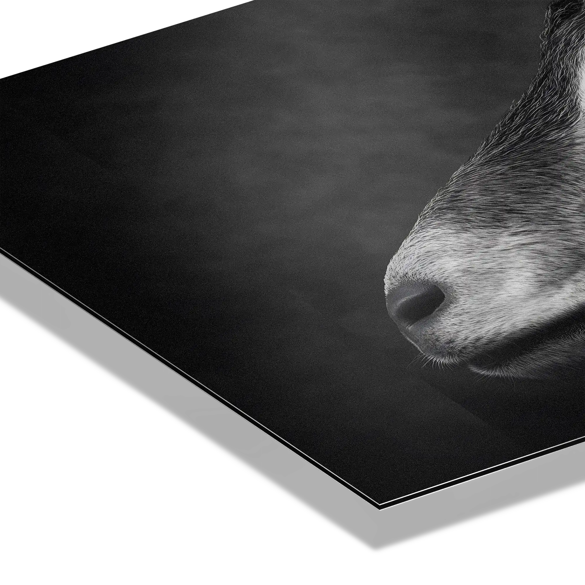 Profil d'une chèvre - Tableau mural en Alu-Dibond