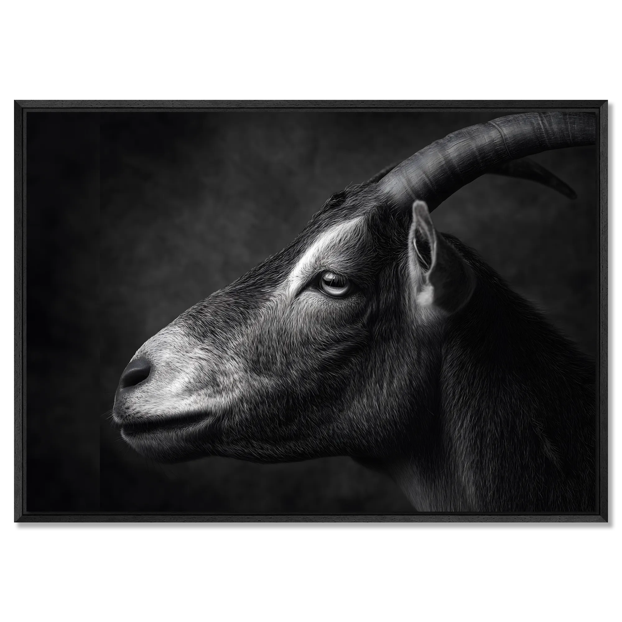 Profil d'une chèvre - Tableau mural en Alu-Dibond