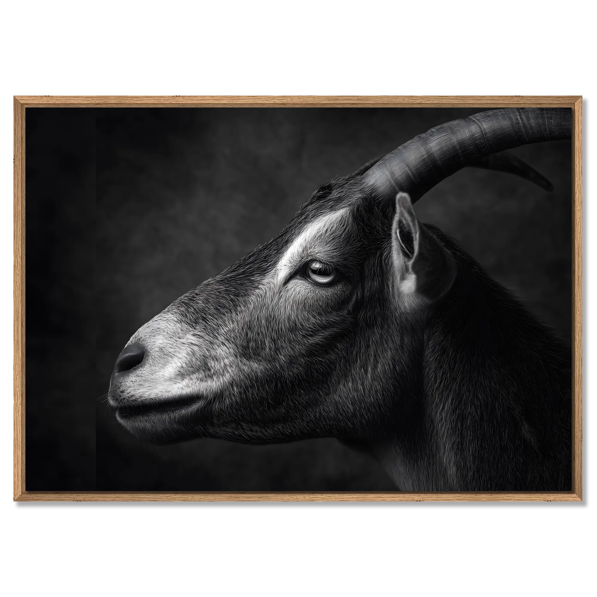 Profil d'une chèvre - Tableau mural en Alu-Dibond