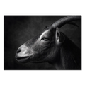 Profil d'une chèvre - Tableau mural en Alu-Dibond