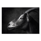 Profil d'une chèvre - Tableau mural en Alu-Dibond