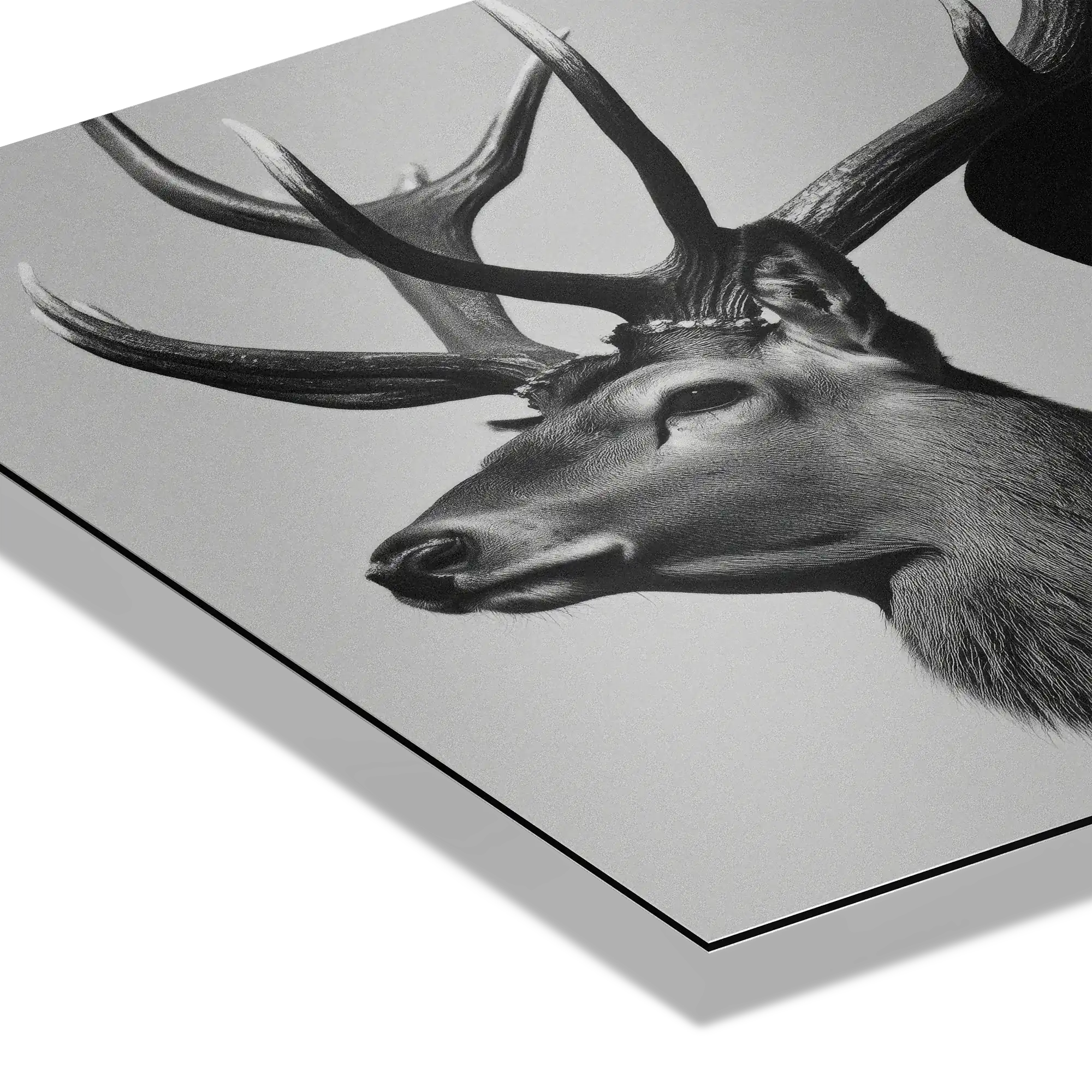 Silent Dialogue Woman and Deer – Alu-Dibond wall art featuring a majestic deer in striking monochrome.