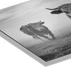 Silent Mountain Cows – Alu-Dibond wall art featuring a close-up of cows in a misty landscape.