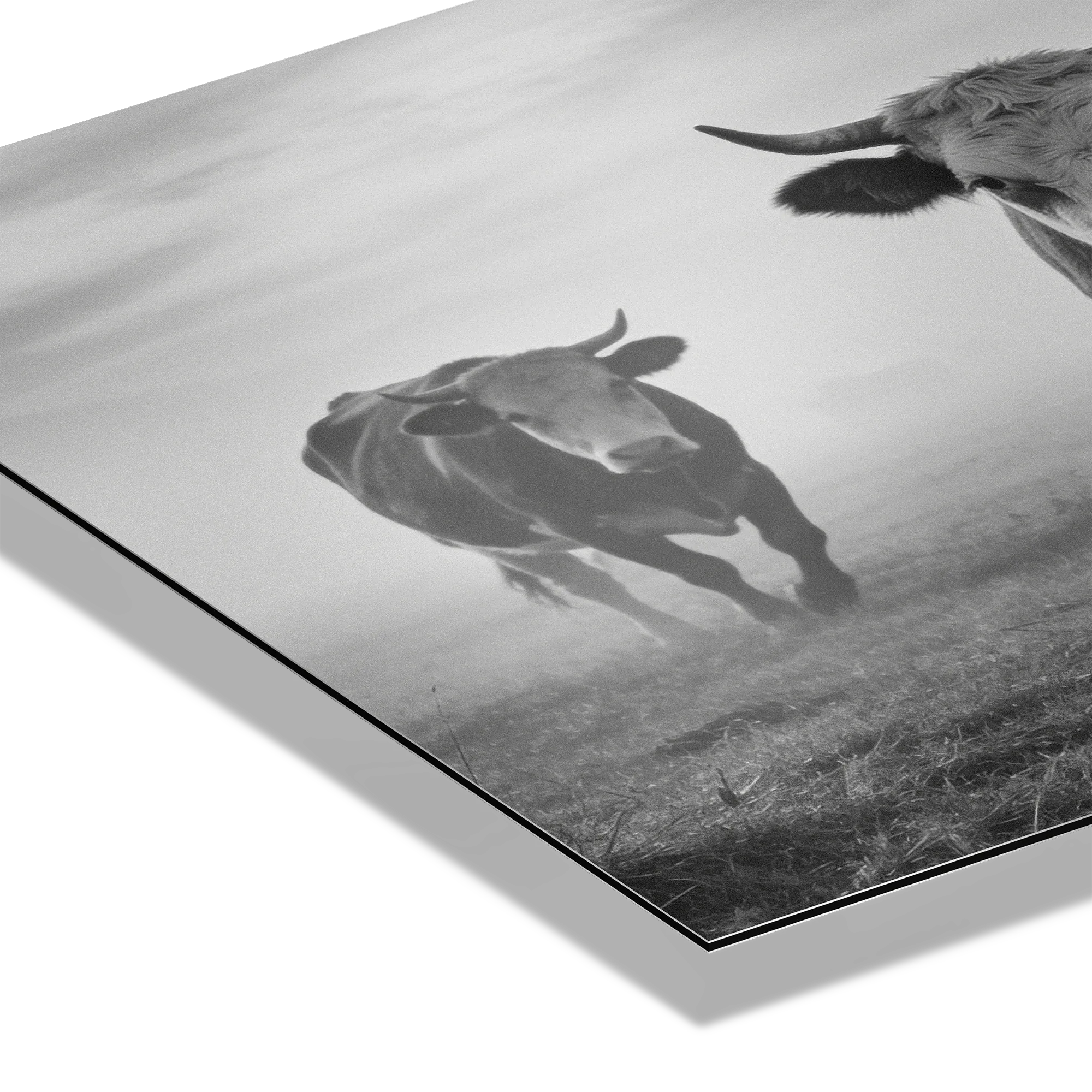 Silent Mountain Cows – Alu-Dibond wall art featuring a close-up of cows in a misty landscape.