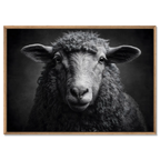 L'âme d'un mouton - Tableau mural en Alu-Dibond