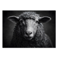 L'âme d'un mouton - Tableau mural en Alu-Dibond