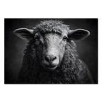 L'âme d'un mouton - Tableau mural en Alu-Dibond