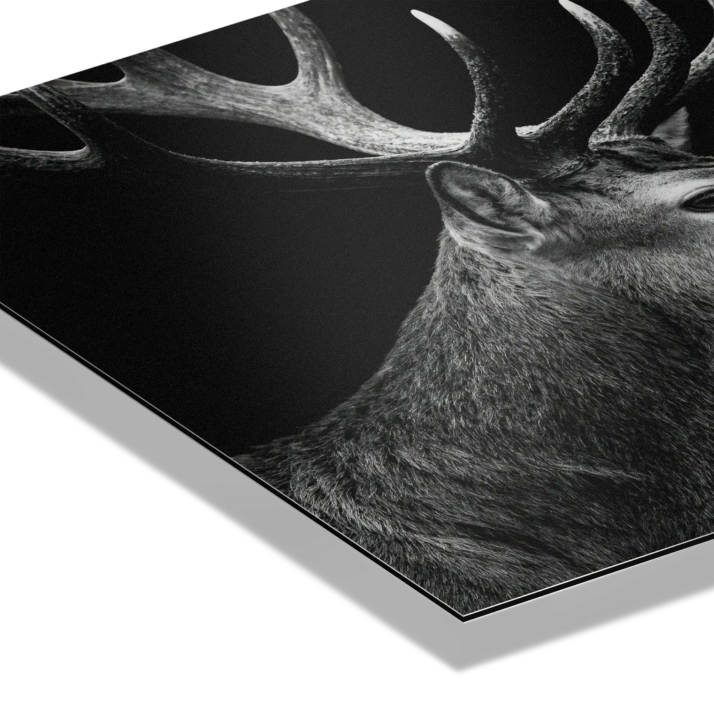 Stag Portrait Noir – Alu-Dibond wall art showcasing a majestic stag's profile on a sleek black background.