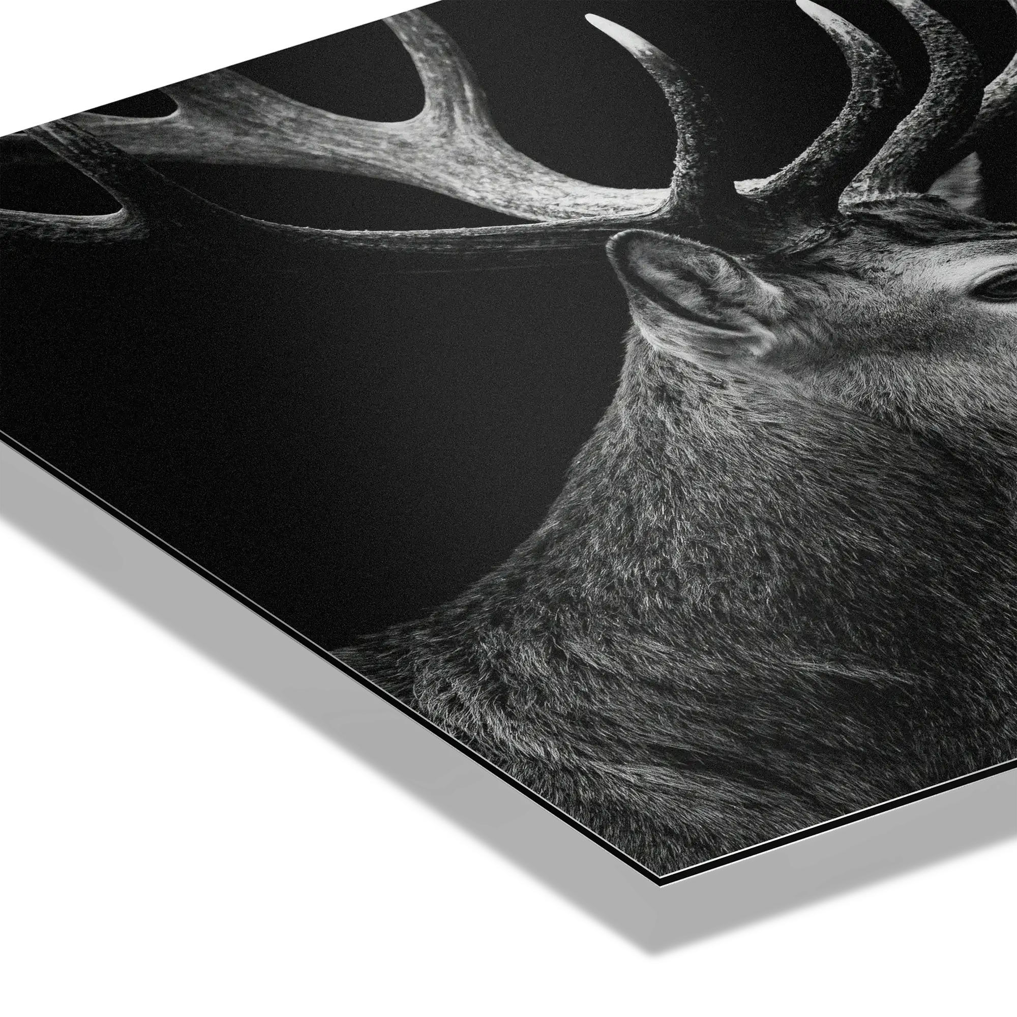 Stag Portrait Noir – Alu-Dibond wall art showcasing a majestic stag's profile on a sleek black background.