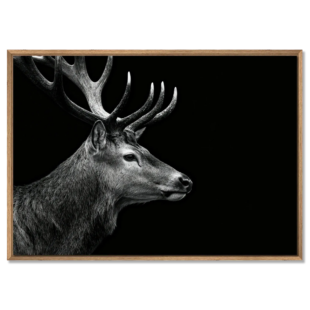 Stag Portrait Noir – Alu-Dibond wall art featuring a majestic stag in black and white with impressive antlers.