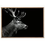 Stag Portrait Noir – Alu-Dibond wall art featuring a majestic stag in black and white with impressive antlers.