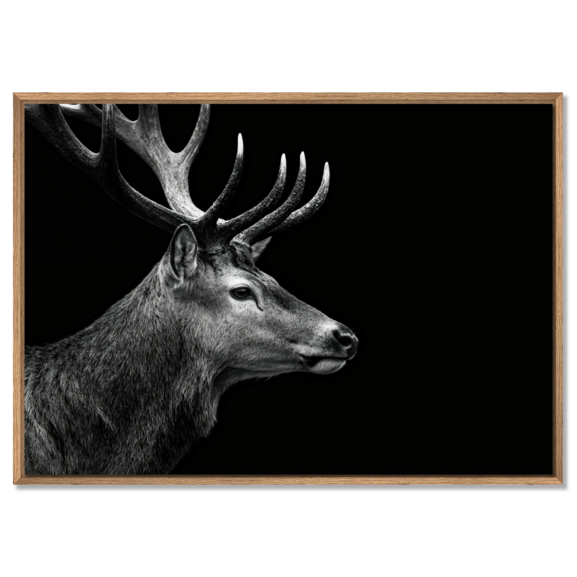 Stag Portrait Noir – Alu-Dibond wall art featuring a majestic stag in black and white with impressive antlers.
