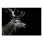 Stag Portrait Noir – Alu-Dibond wall art, majestic stag in black and white, striking profile against a dark background.