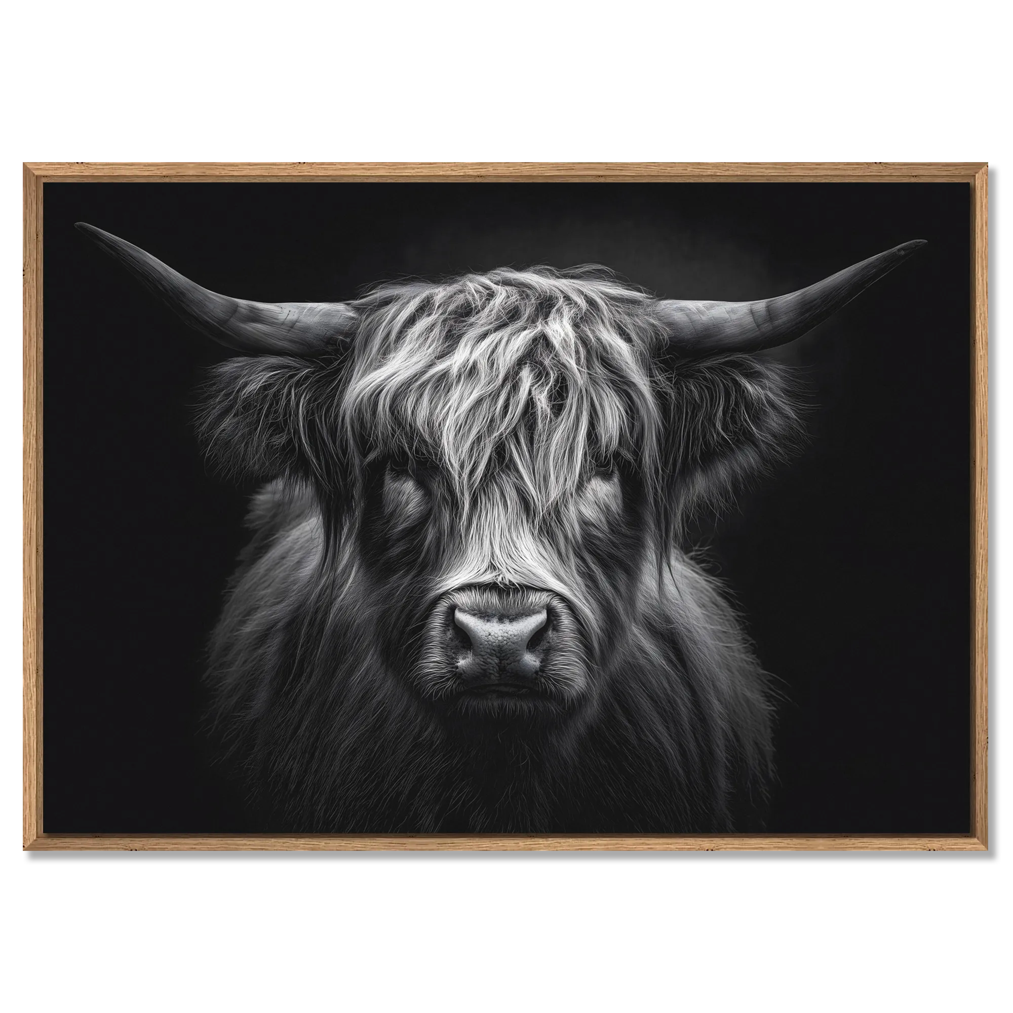 Framed artwork of a highland cow on a black background