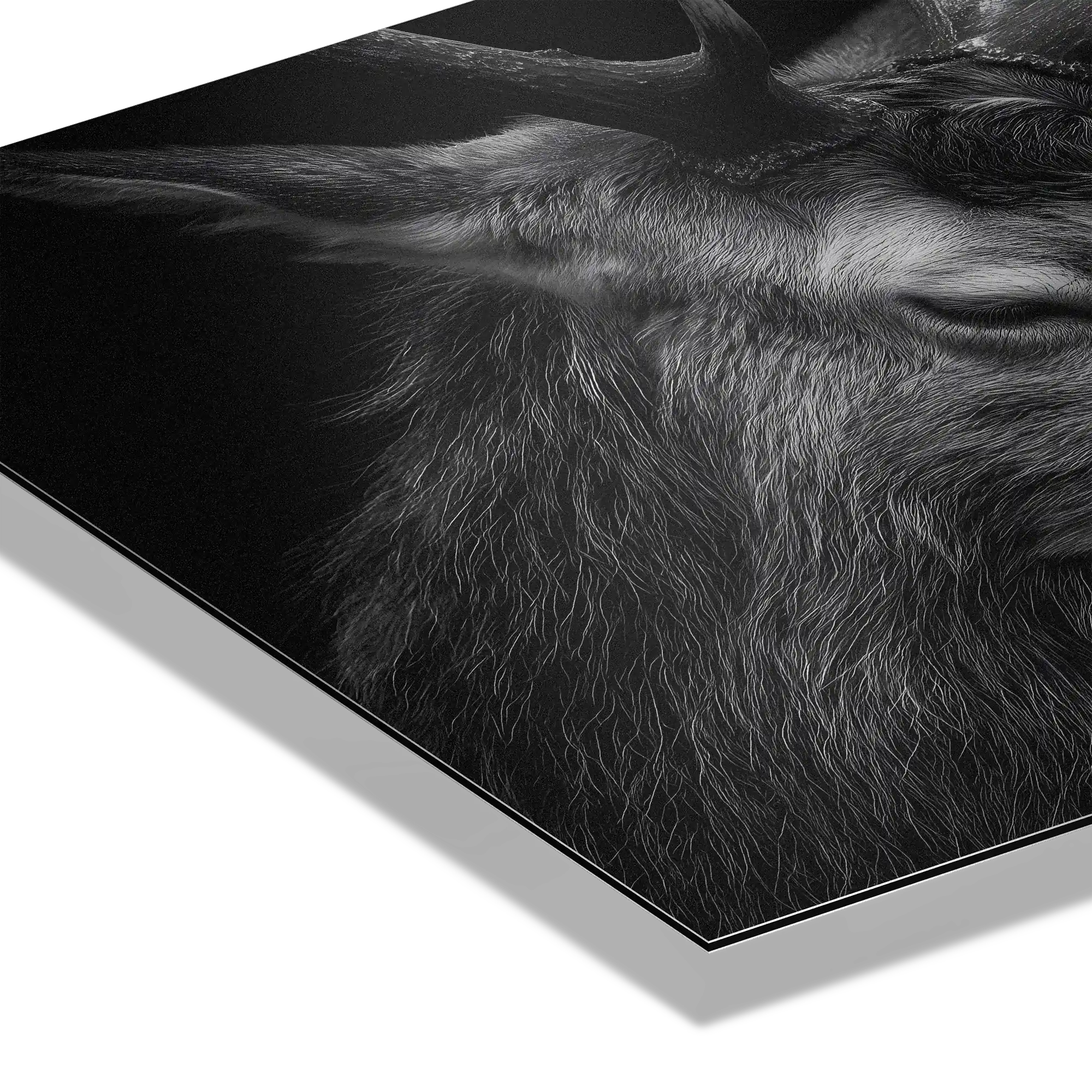 Tendresse de cerf - Déco murale Alu-Dibond