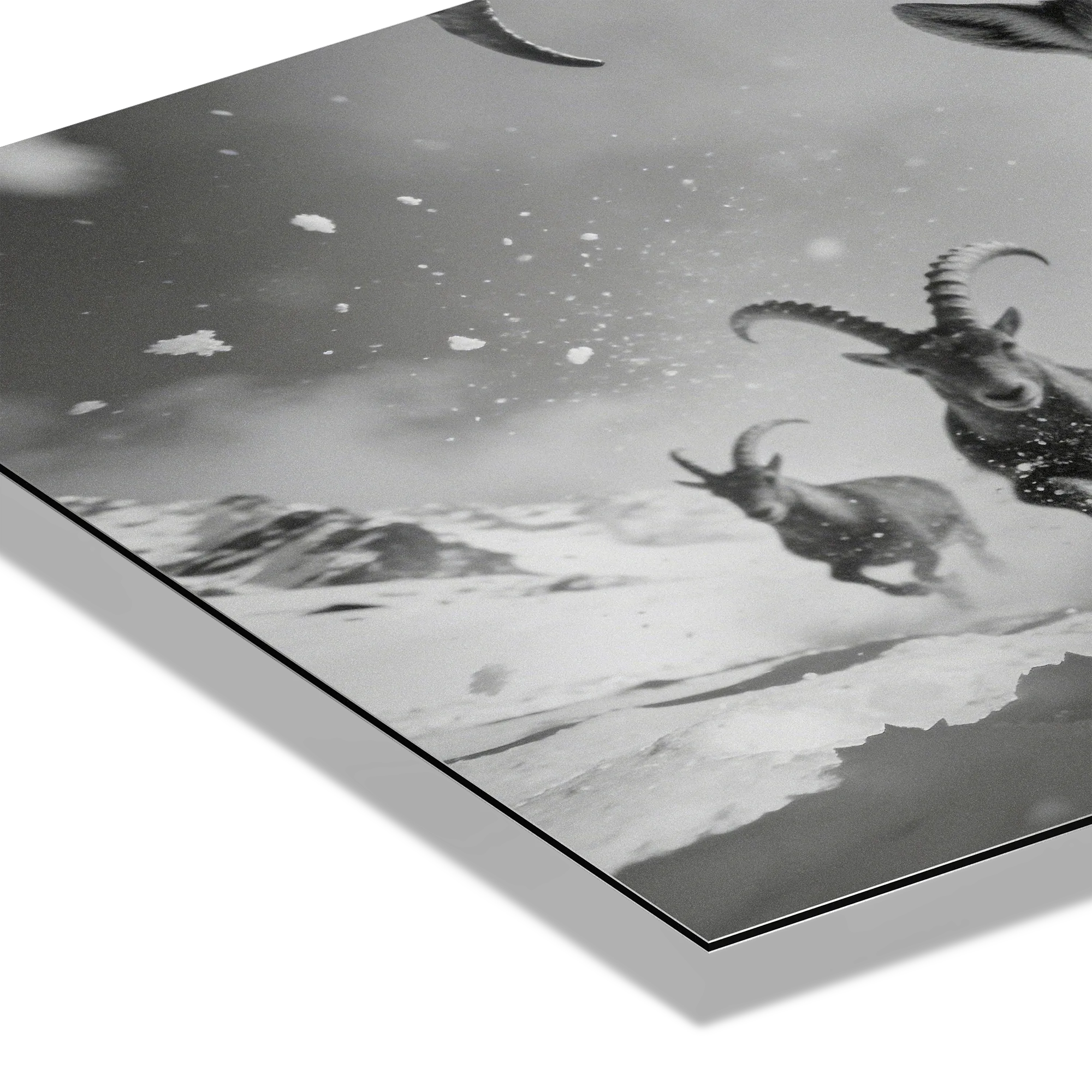 The Running Ibex – Alu-Dibond wall art featuring alpine ibex running through snow with dynamic movement and texture.