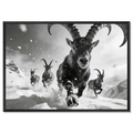 The Running Ibex – Alu-Dibond wall art featuring alpine ibexes running through snow.