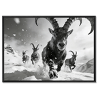 The Running Ibex – Alu-Dibond wall art featuring alpine ibexes running through snow.