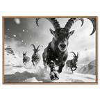 The Running Ibex – Alu-Dibond wall art featuring a herd of ibex charging through snow.