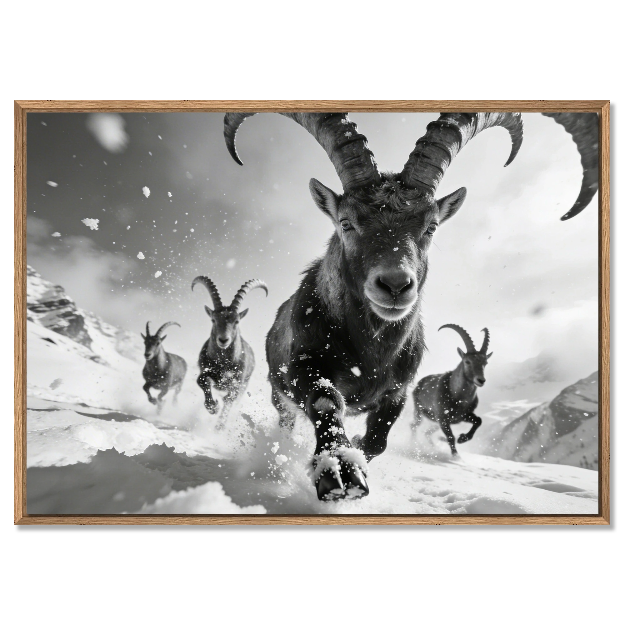 The Running Ibex – Alu-Dibond wall art featuring a herd of ibex charging through snow.