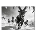 The Running Ibex – Alu-Dibond wall art featuring an alpine ibex charging through snow with a herd behind.