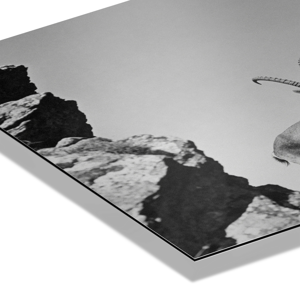 Three Ibex Summit – Alu-Dibond wall art featuring a close-up of ibex on rocky terrain in black-and-white.