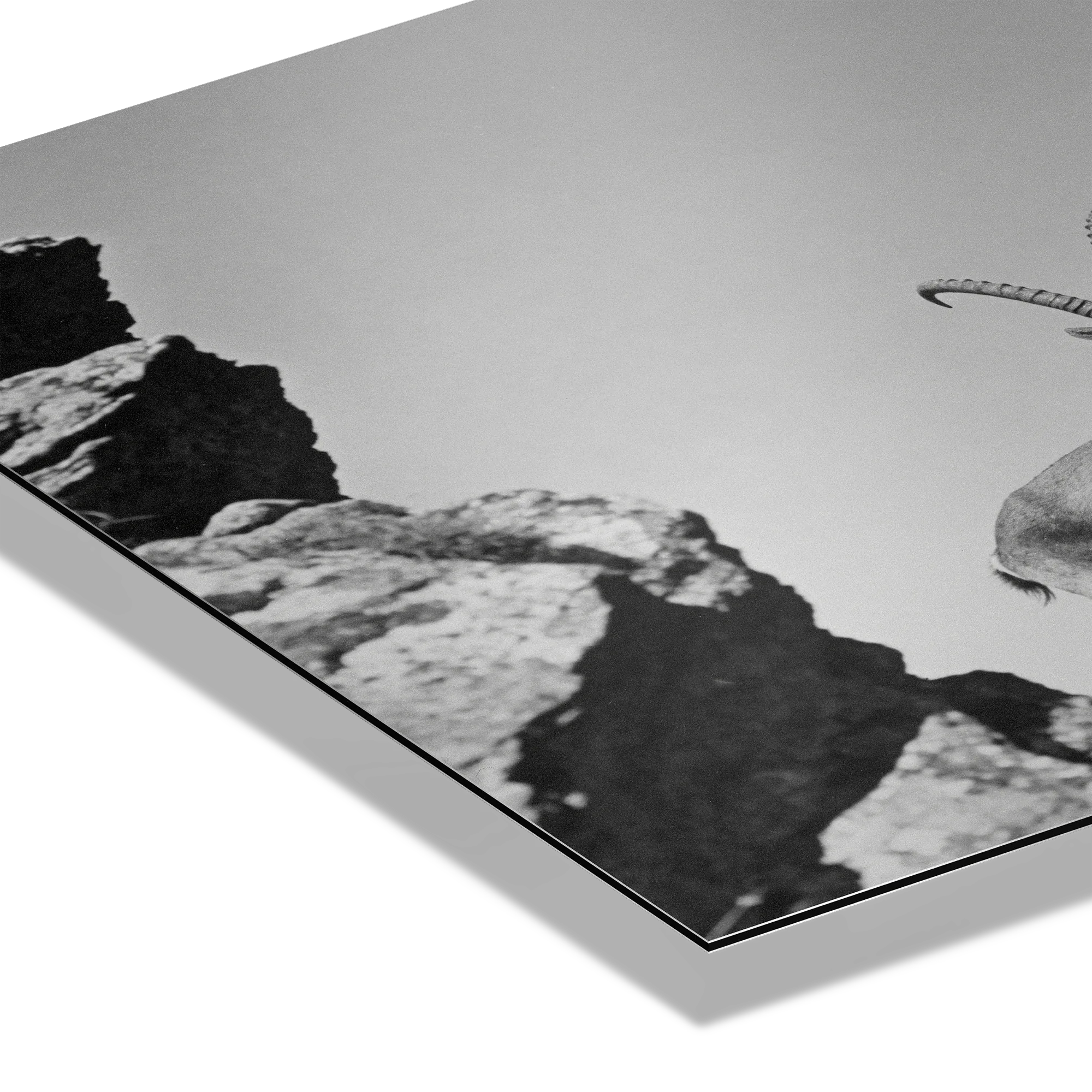 Three Ibex Summit – Alu-Dibond wall art featuring a close-up of ibex on rocky terrain in black-and-white.
