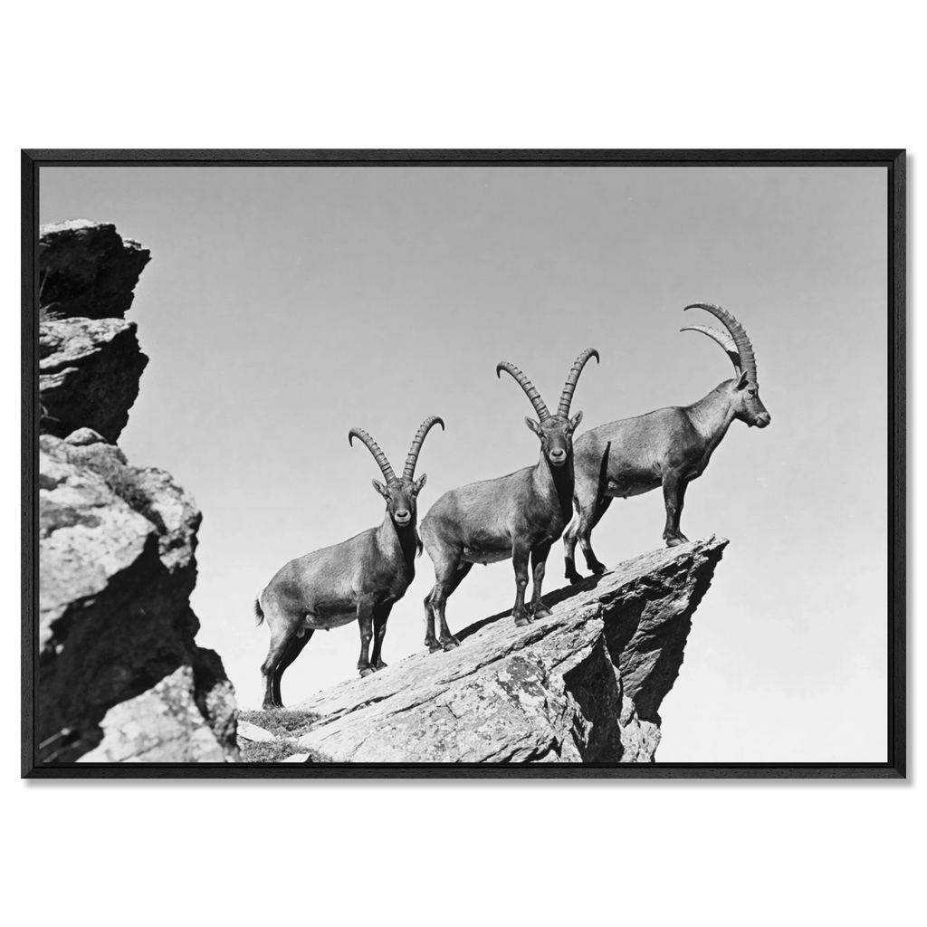 Three Ibex Summit – Alu-Dibond wall art showcasing alpine ibex on a rocky peak in black-and-white.
