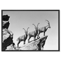 Three Ibex Summit – Alu-Dibond wall art showcasing alpine ibex on a rocky peak in black-and-white.