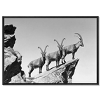 Three Ibex Summit – Alu-Dibond wall art showcasing alpine ibex on a rocky peak in black-and-white.