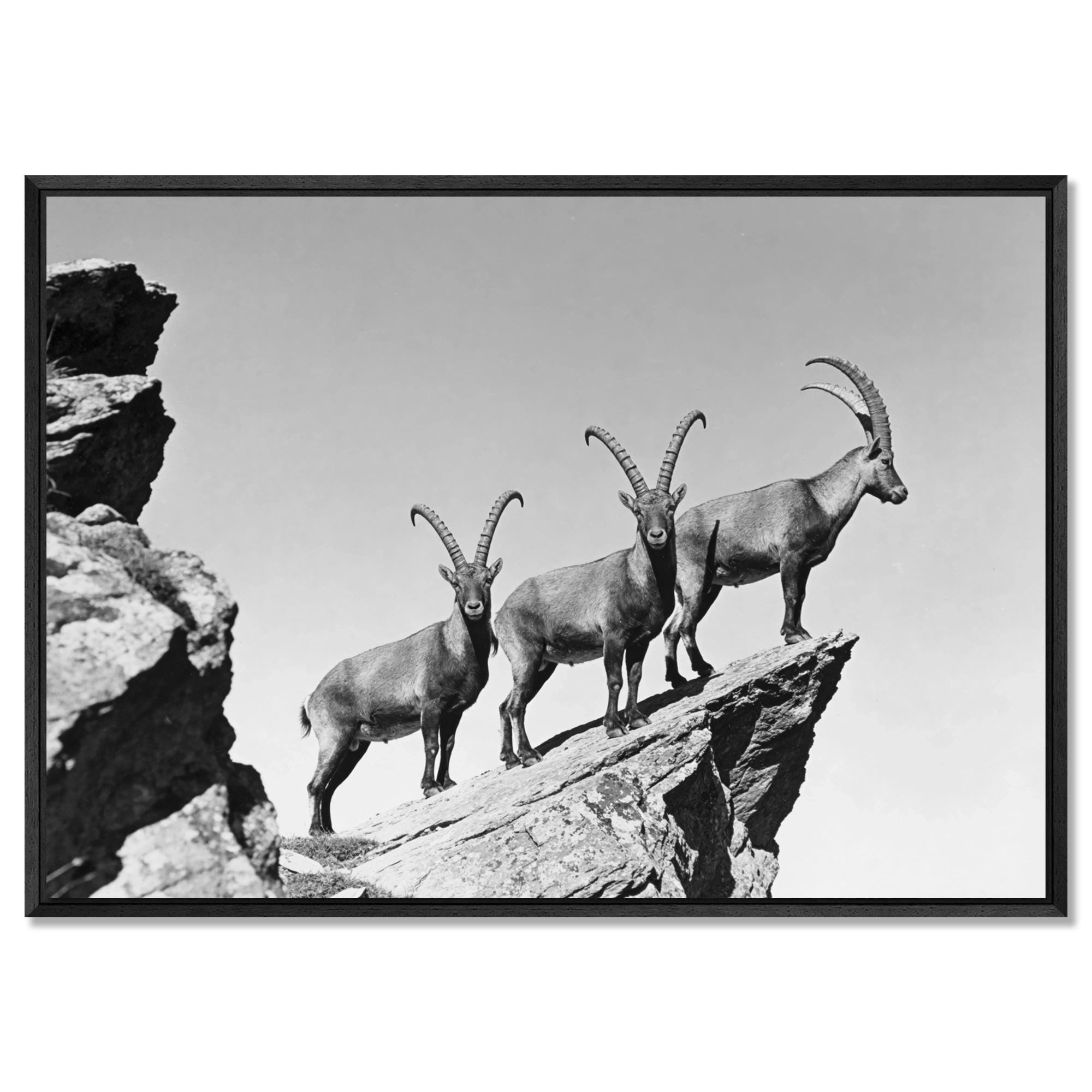 Three Ibex Summit – Alu-Dibond wall art showcasing alpine ibex on a rocky peak in black-and-white.