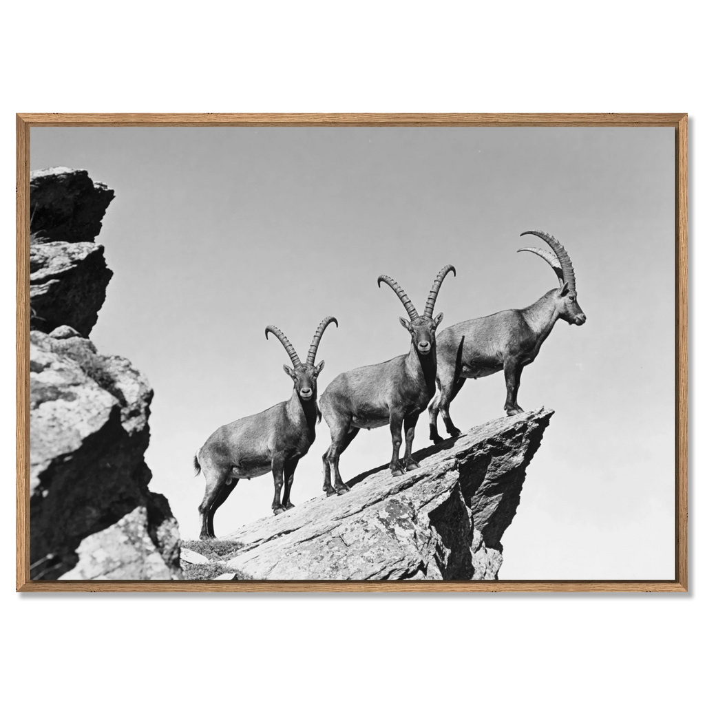 Three Ibex Summit – Alu-Dibond wall art featuring ibex on a rocky peak in black-and-white.