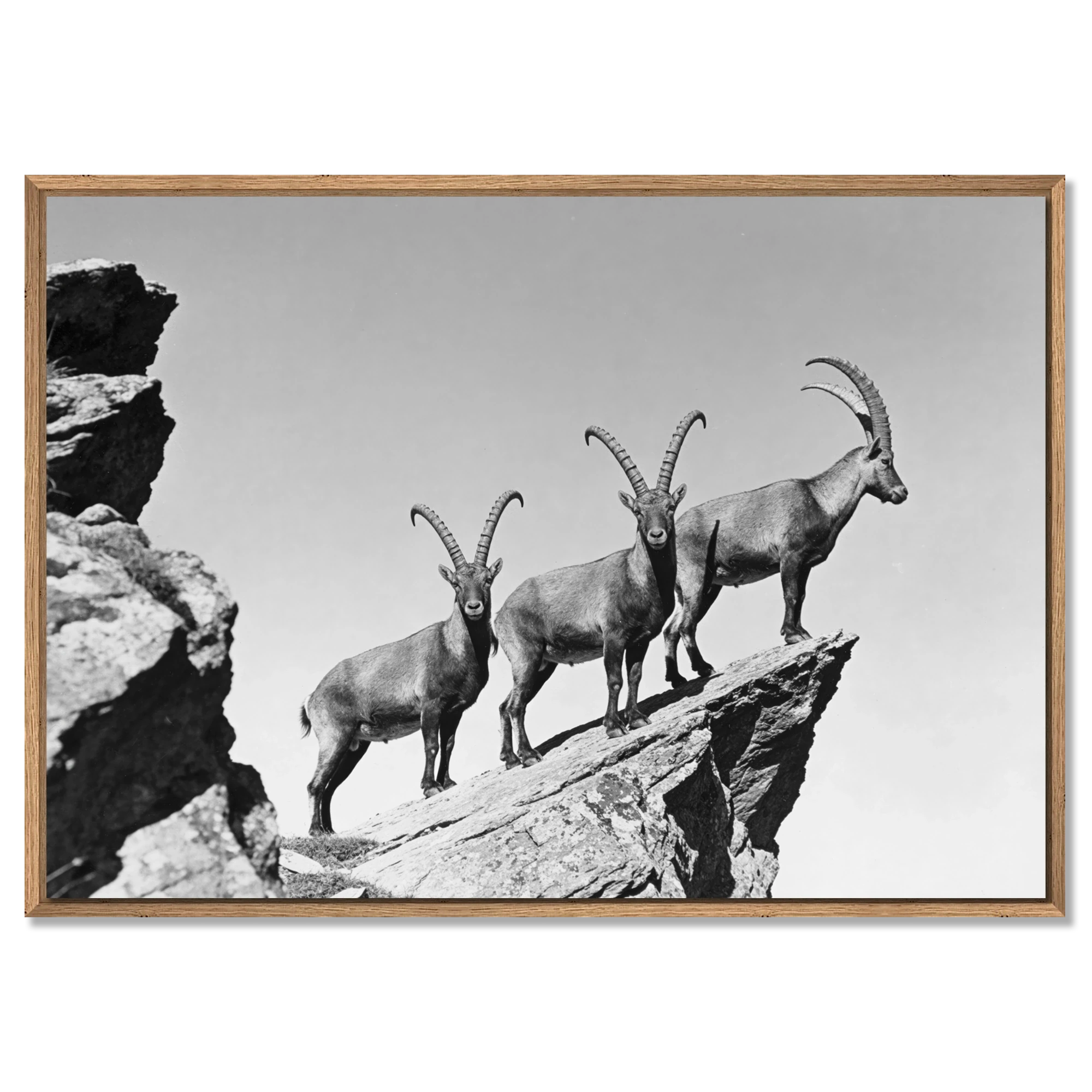 Three Ibex Summit – Alu-Dibond wall art featuring ibex on a rocky peak in black-and-white.