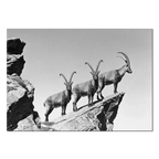 Three Ibex Summit – Alu-Dibond wall art featuring alpine ibex on a rocky peak in dramatic black and white.
