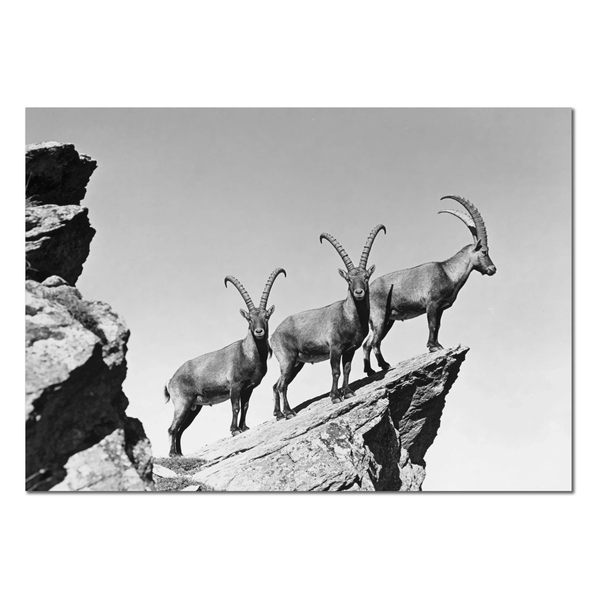 Three Ibex Summit – Alu-Dibond wall art featuring alpine ibex on a rocky peak in dramatic black and white.