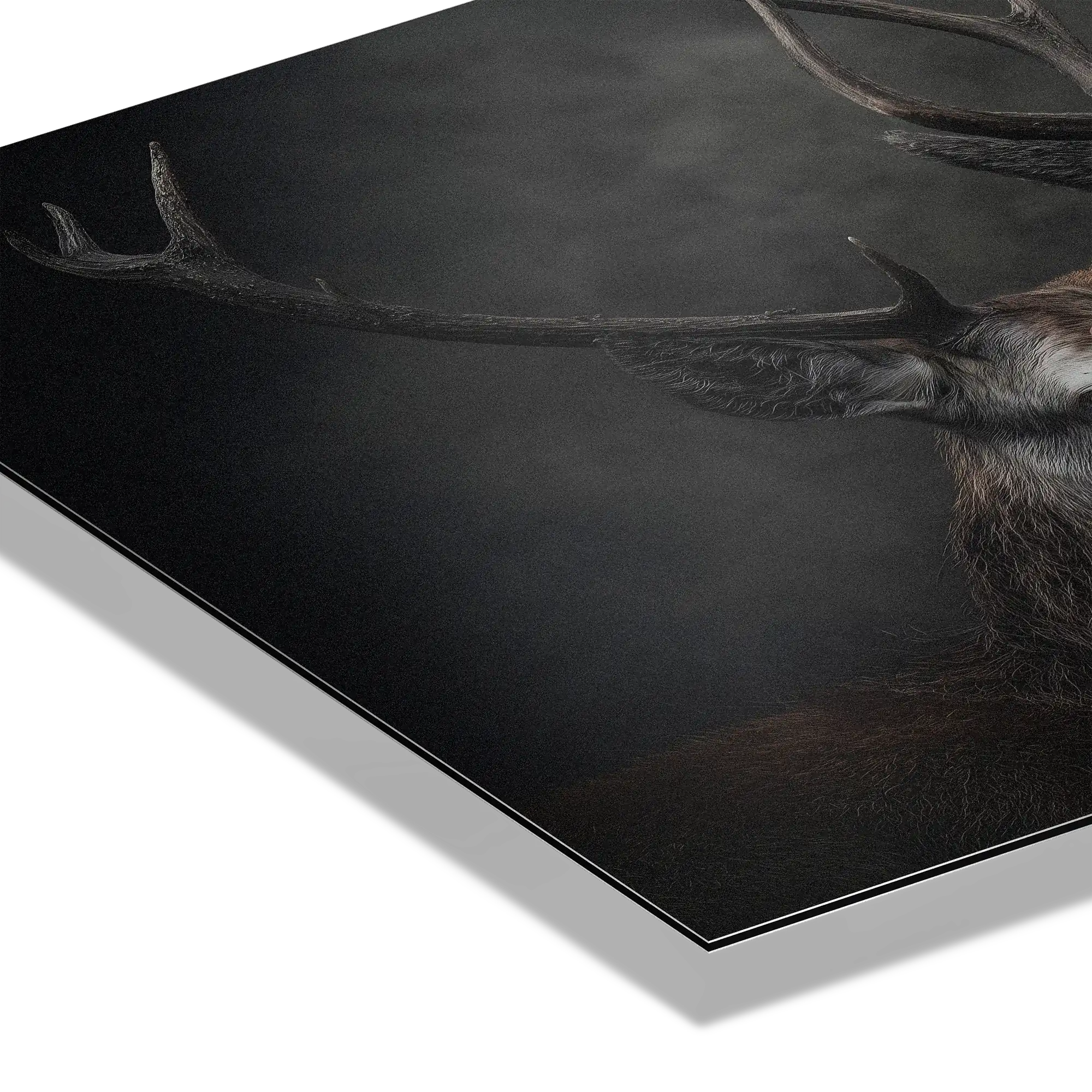 Unité des cerfs - Tableau mural en Alu-Dibond